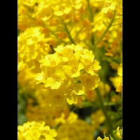 Corbeille d'or, Aurinia Saxatilis (ss esp Saxatilis)(fam. Brassicacees) (Europe cent. & ori.)(11)